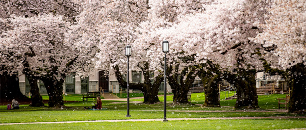 Cherry blossom trees